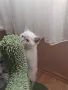 Британски котенца, снимка 1