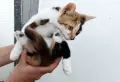 Подарявам малко котенце, снимка 6