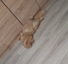 Персийски котарак , снимка 4