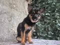 дългокосместо чихулахула , снимка 3