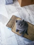 Британски късокосмести котета, снимка 8