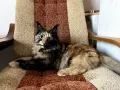 Kотенца смесена порода Мейн Кун – Отворени за резервация! , снимка 16