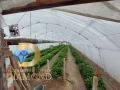 Къща с разработен бизнес в село Оризово, общ. Братя Даскалови, снимка 13