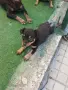 Продавам мини пинчер , снимка 10
