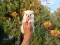 Померани. Мъжки и женски кученца., снимка 11