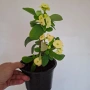 Стайно Цвете Исусов Венец, снимка 1