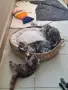 Котенца Мейн Куун , снимка 12
