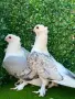 Чифтт Сатинетии, снимка 3