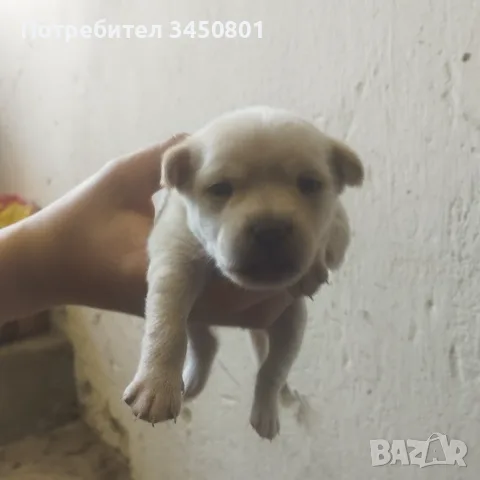 Кучета мини пинчери бели
