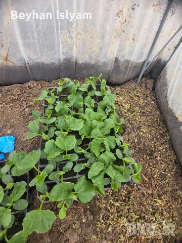 Разсад краставици, снимка 3 - Разсади - 54165408