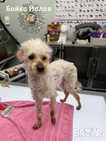 Подарявам пудел, снимка 5 - Пудели - 54295749