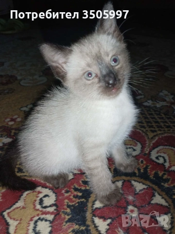 Сиамски котенца