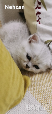 Късокосместа британска сребърна чинчила , снимка 3 - Британска късокосместа - 54361421