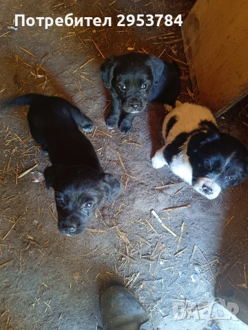 кокер шпаньол подарявам, снимка 3 - Кокер шпаньол - 54351772