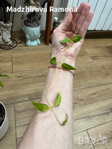 Hoya Хоя Dennisi Frida variegata 