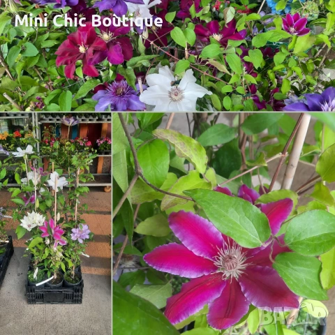 Кралски Клематис  (Clematis ) Микс (Едри цветове) – Готови за засаждане!Пазарджик с доставка до дома