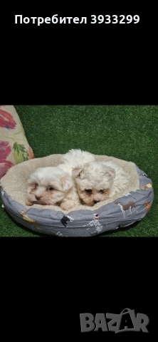 Малтийска болонка мини , снимка 6 - Болонка - 53921434