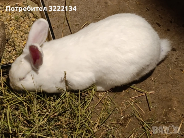 Зайкини цика.майки готови за заплождане., снимка 3 - Други - 54394664