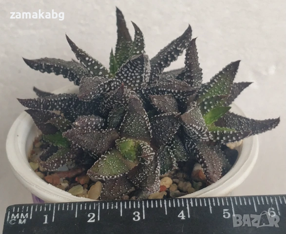 Хавортия (Haworthia attenuata Tamba var. nova), сукулентно растение