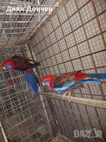 Продавам розели