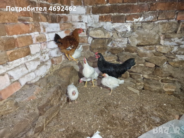 Млади петлета, снимка 2 - Кокошки и пуйки - 54306322