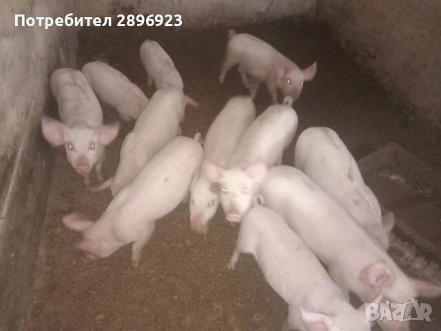 Малки прасенца