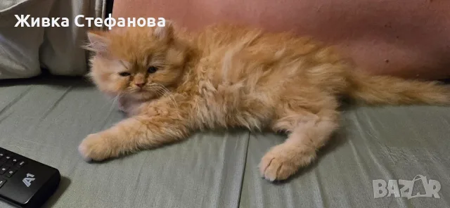 Персийче на 60 дни, снимка 10 - Персийска - 55502206