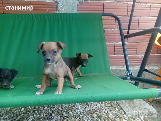 продавам пинчери
