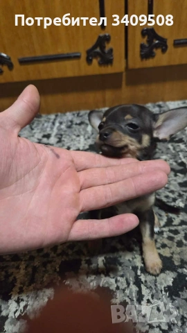 свободно пинчерче, снимка 3 - Пинчер - 54295737