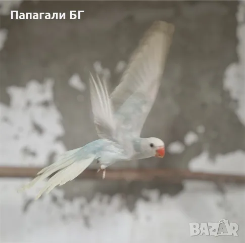 Малък Александър - ръчно хранени