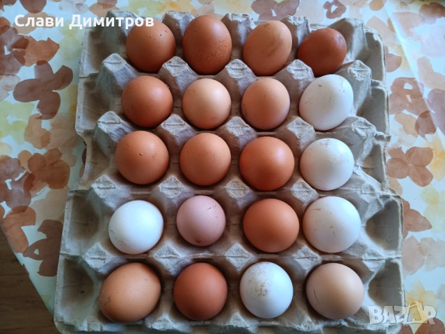 Продавам домашни яйца от кокошки 