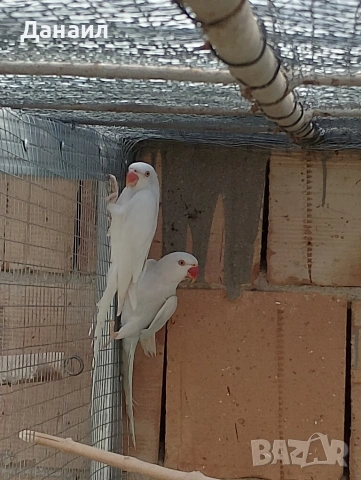 Малък Александър 