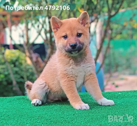 Шиба Ину Кученца