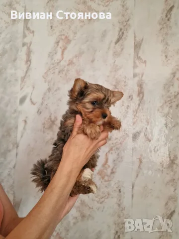 Женско йорки стандарт промоция до неделя, снимка 2 - Йоркширски териер - 55321951