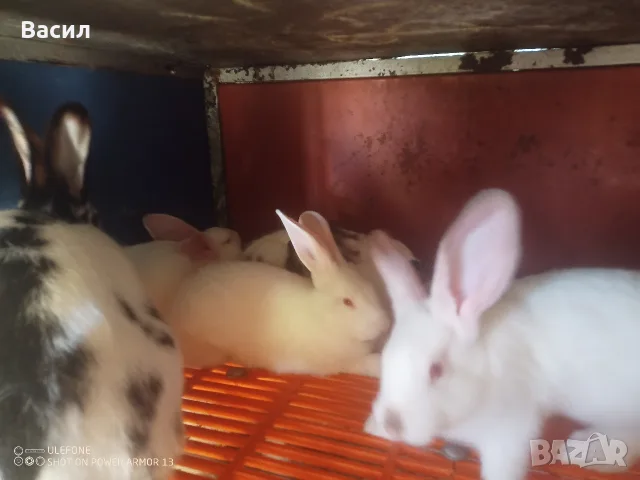 Зайци домашни различни видове, снимка 6 - Други животни - 51395663