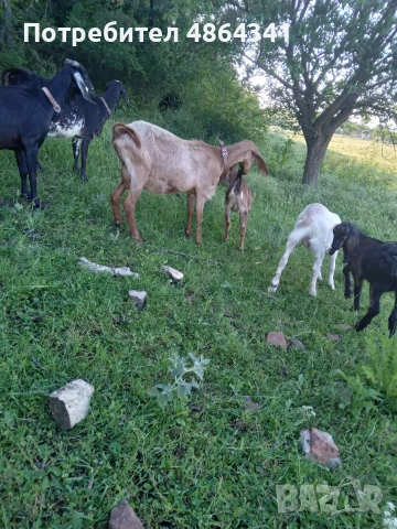 Продавам мъжко яре, снимка 3 - Кози - 55016081
