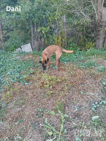 Malinova Belgiska Ovcarka, снимка 4 - Белгийска овчарка - 55553745