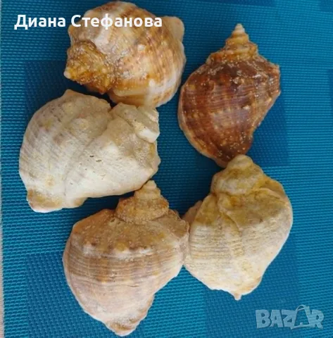 Естествени рапани за декорация, снимка 2 - Декорация за дома - 55595113