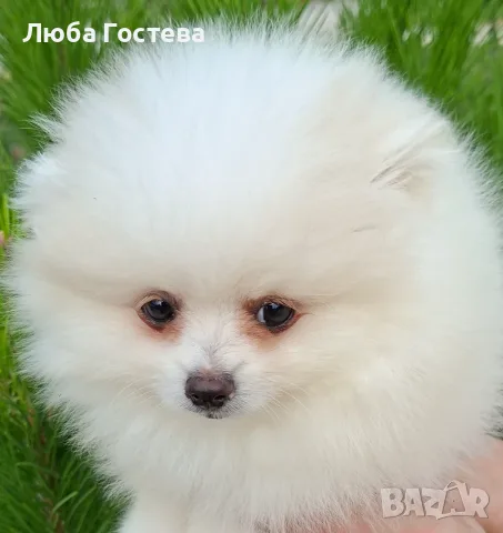 Пухкави Сестрички
