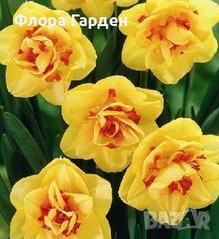 Луковици НАРЦИС - Предварителни поръчки, снимка 5 - Сортови семена и луковици - 46827345