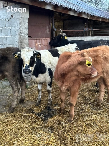 Продавам 5 Телета, снимка 2 - Крави - 54049247
