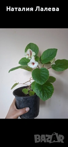 Синингия, sinningia Isa’s sherbet lemon, снимка 3 - Стайни растения - 54590116