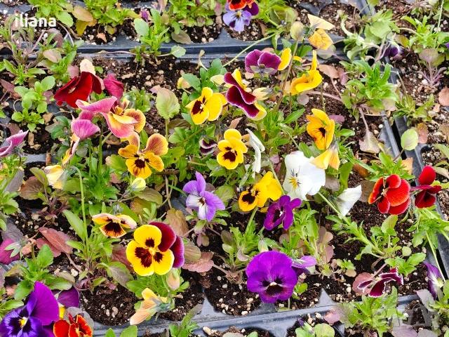 Продавам теменужки , снимка 8 - Градински цветя и растения - 54186272