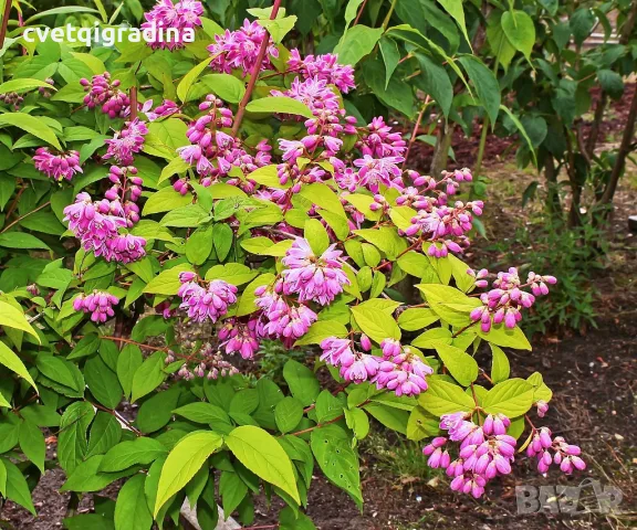Deutzia Strawberry fields(Дойция ягодова ливада), снимка 2 - Градински цветя и растения - 55639496
