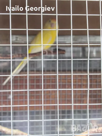 Продавам пойни папагали, снимка 5 - Папагали - 55596313