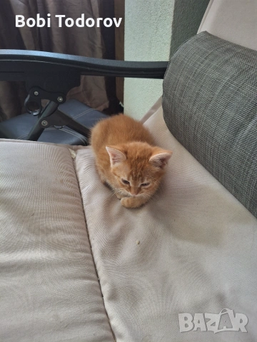 Едно коте за подаряване