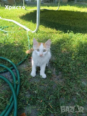 Подарявам котенца 