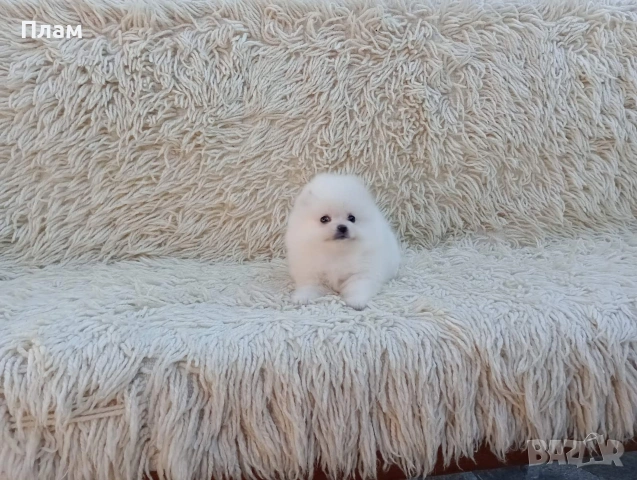Мъжки и женски Померани.Реални снимки от 06.04.26 г. , снимка 3 - Померан - 54112218