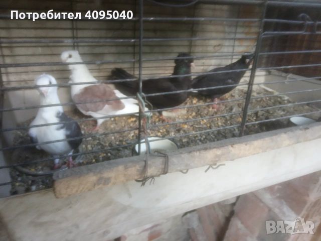 Продавам гълъби, снимка 9 - Гълъби - 51379486