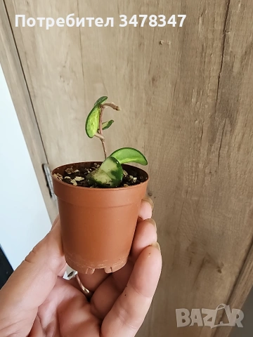 Хоя Matilde variegata, снимка 3 - Стайни растения - 55160630